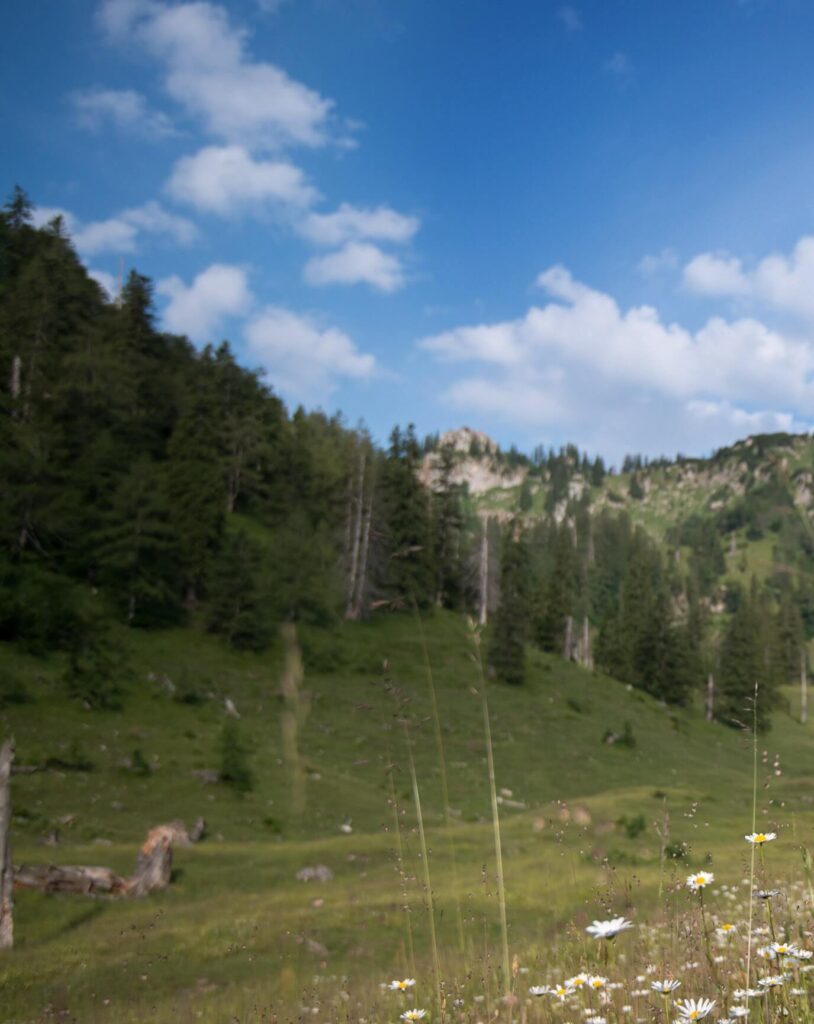 Blumenwiese vor Berglandschaft