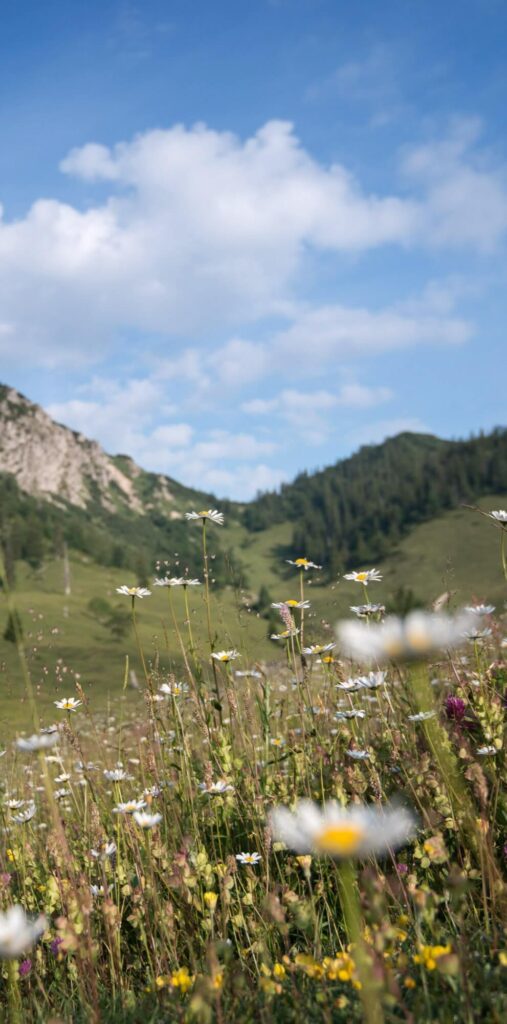 Blumenwiese vor Berglandschaft