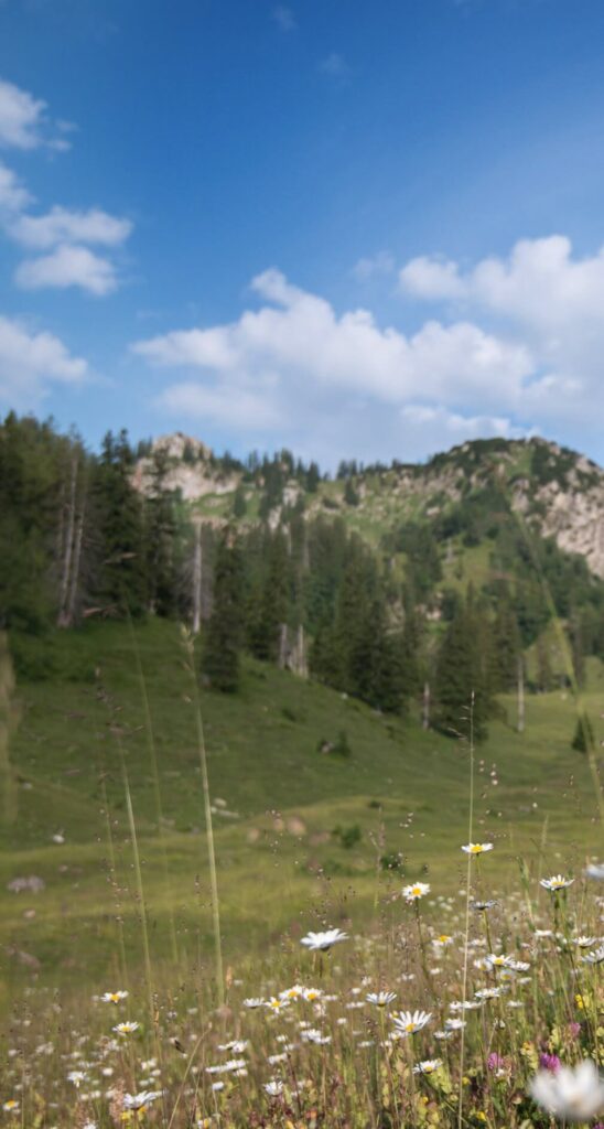 Blumenwiese vor Berglandschaft