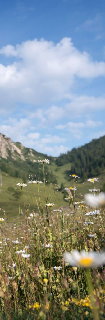 Blumenwiese vor Berglandschaft
